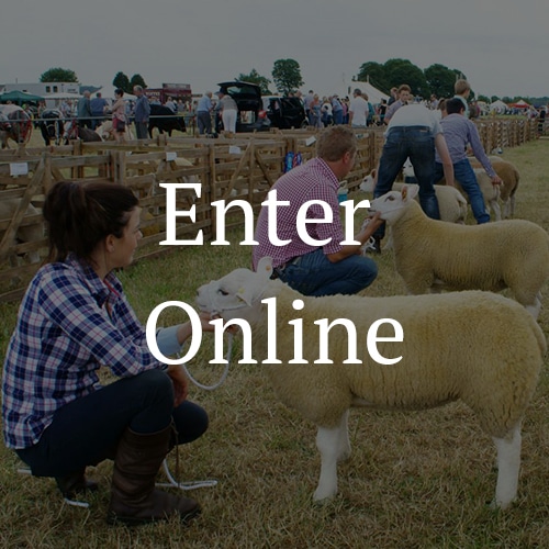 Enter-Sheep-Classes-Online